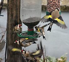 Tempers Fly by missmoneypenny