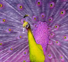 Different coloured Peacock, yellow+purple. by JeanNieman