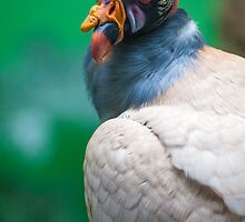 The Casanova of King Vultures by alan shapiro