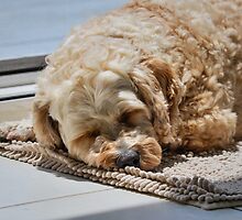 In the Land of Nod by Steve Randall