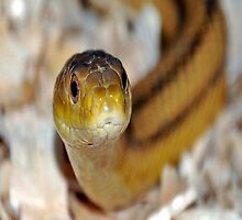 slither, my pet snake by scott staley