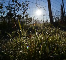 Dew From Heaven by LadyEloise