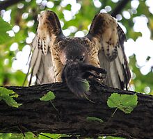 Red Tailed Hawk with Black Squirrel by Mikell Herrick