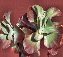 Aloe Design by Rosalie Scanlon