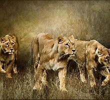 Following The Herd by Tarrby