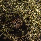 Another Thyme Piece by axp7884