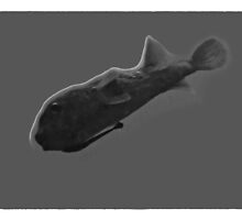 HYDROPUFFER by NICK COBURN PHILLIPS