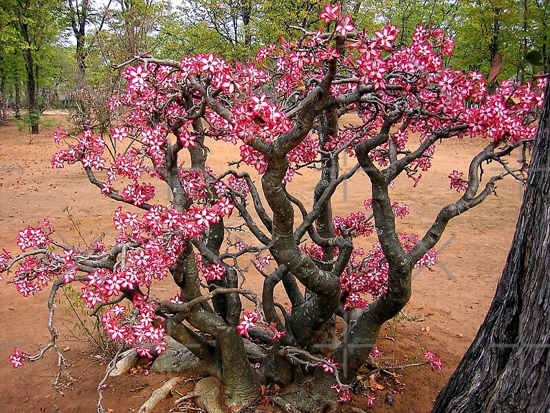 "Impala Lily, Kruger National Park, South Africa" by Ludwig Wagner