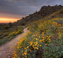 Following the Trail Home by Sue Cullumber
