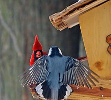 Stay on your own side of the feeder by Dawne Olson