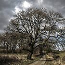 Rural Tree by axp7884
