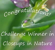 Closeups in Nature Challenge Winner Banner by MissyD