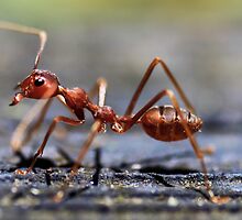Fire Ant by Kelvin Won