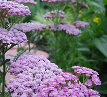 Pink Grapefruit Yarrow ~ Achillea Millefolium by studio20seven