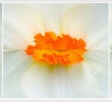 Daffodil Kisses... by LindaR