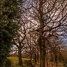 Country Walk by axp7884