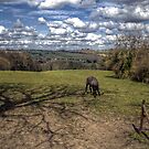 Horse Alone by axp7884