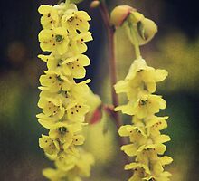 Gently Falling by Laurie Search