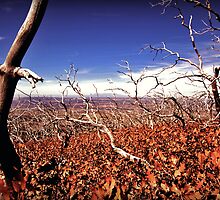 picture book fall V by Norbert Karpen