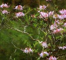 Ann's Spring by Ginger Barritt