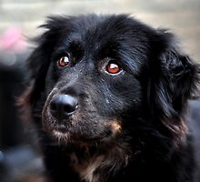 Isis by SamTheCowdog