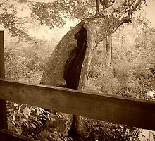 Old Hollow Tree By Bridge, Ringwood Manor Property by Jane Neill-Hancock