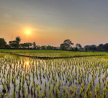 Ricefield Sunrise Chiang Rai by Duane Bigsby