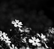 PHLOX by Redtempa