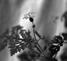 GERANIUM by Redtempa