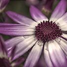 HDR Senetti #2 by axp7884