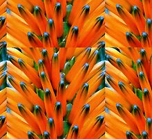 Orange Bud Medley by paintingsheep