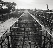 Sugar Cane Bins - Black and White by RichardCurzon