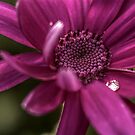 Senetti Water Droplet by axp7884