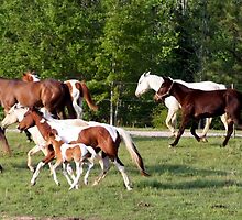 Horses by Ginger Barritt