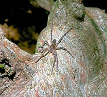 Big Spider on a Cyprus Knee by imagetj