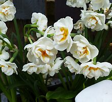 SMELL THE HEAVENLY SCENT OF THESE NARCISSI by paulasphotos101