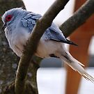 Diamond Dove by axp7884