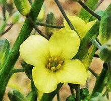 The Flower of the Broccoli by PictureNZ