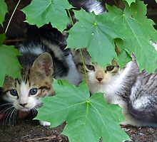 You can't see us! by Jessica Liatys