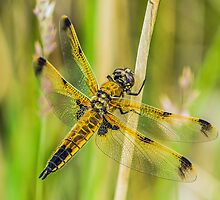 Four-spotted Chaser Dragonfly by MikeSquires