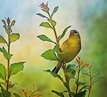 American Gold Finch by Sandy Keeton