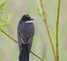 Eastern Kingbird Enjoying the Rain. by Daniel Cadieux