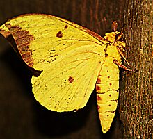 Yellow Moth by Ginger Barritt