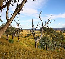 Barraba Surrounds by Paul Earl