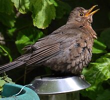 Solar Powered Blackbird by lynn carter