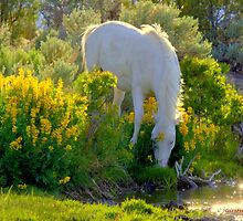 For The Love Of Wild Horses by Jeanne Nations
