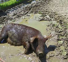 Happier Than a Pig in Mud by MaryinMaine