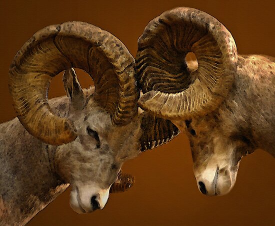 "Rams Butting Heads" by CarolM | Redbubble