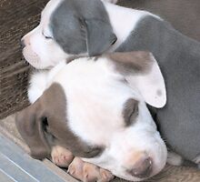 Puppies ~ Puppies ~ Puppies ~ York Kennels ~ by Ginny York by Ginny York