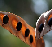 the wings of life! by yvesrossetti